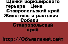 Щенки йоркширского терьера › Цена ­ 8 000 - Ставропольский край Животные и растения » Собаки   . Ставропольский край